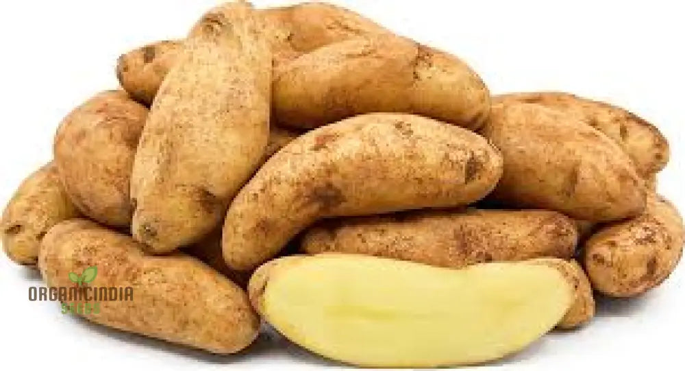 Seed Potato - Kipfler | Premium Quality Seeds For Planting & Gardening Organic And Non-Gmo