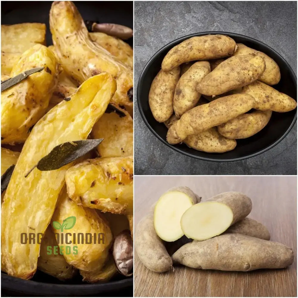 Seed Potato - Kipfler | Premium Quality Seeds For Planting & Gardening Organic And Non-Gmo