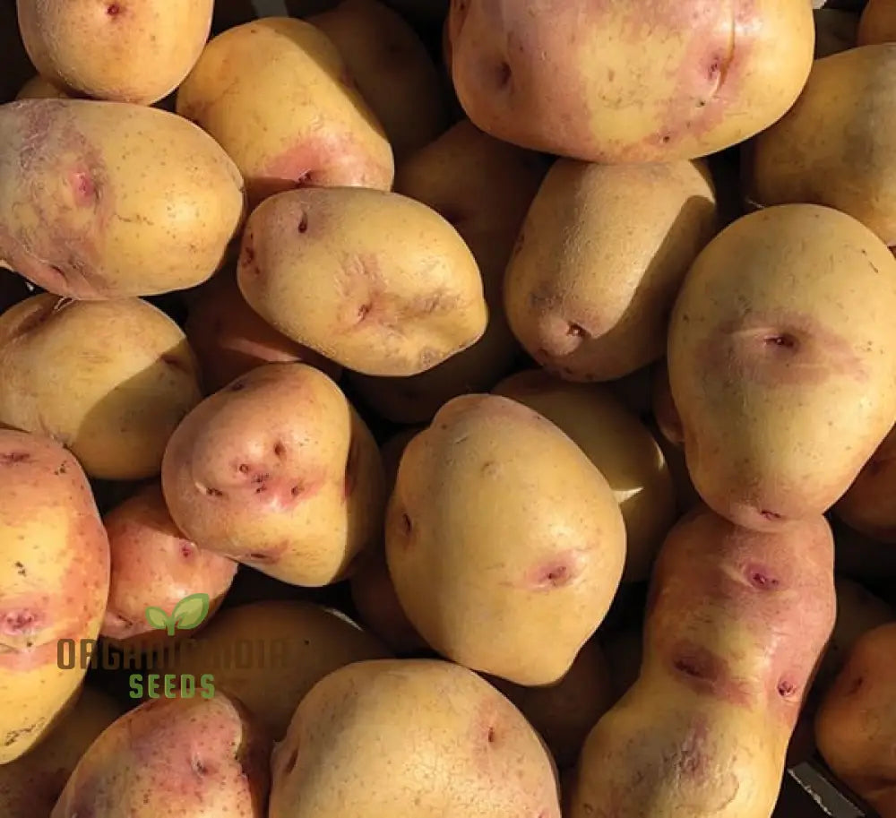 Seed Potato - Pink Eye | Quality Seeds For Planting Gardening Excellence