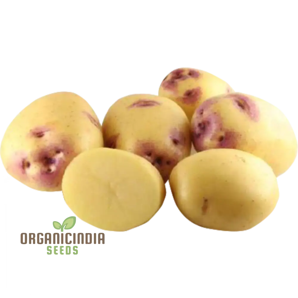 Seed Potato - Pink Eye | Quality Seeds For Planting Gardening Excellence