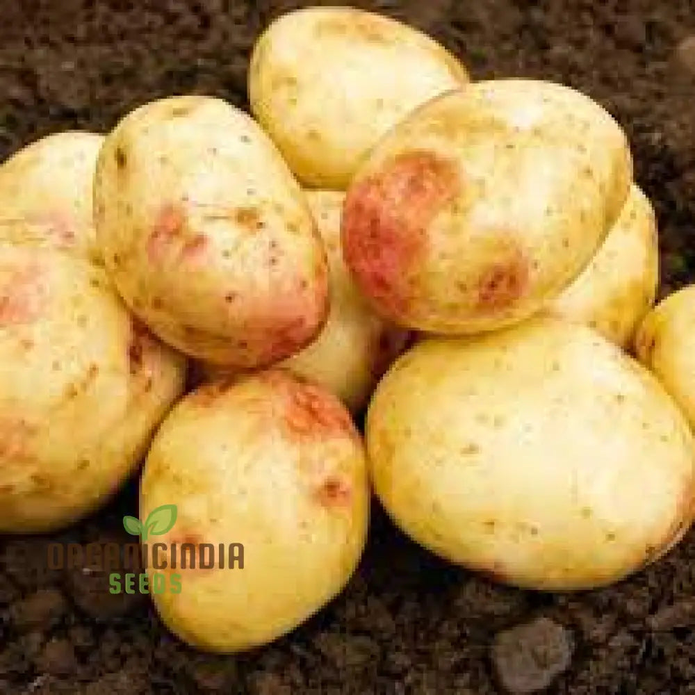 Seed Potato - Pink Eye | Quality Seeds For Planting Gardening Excellence