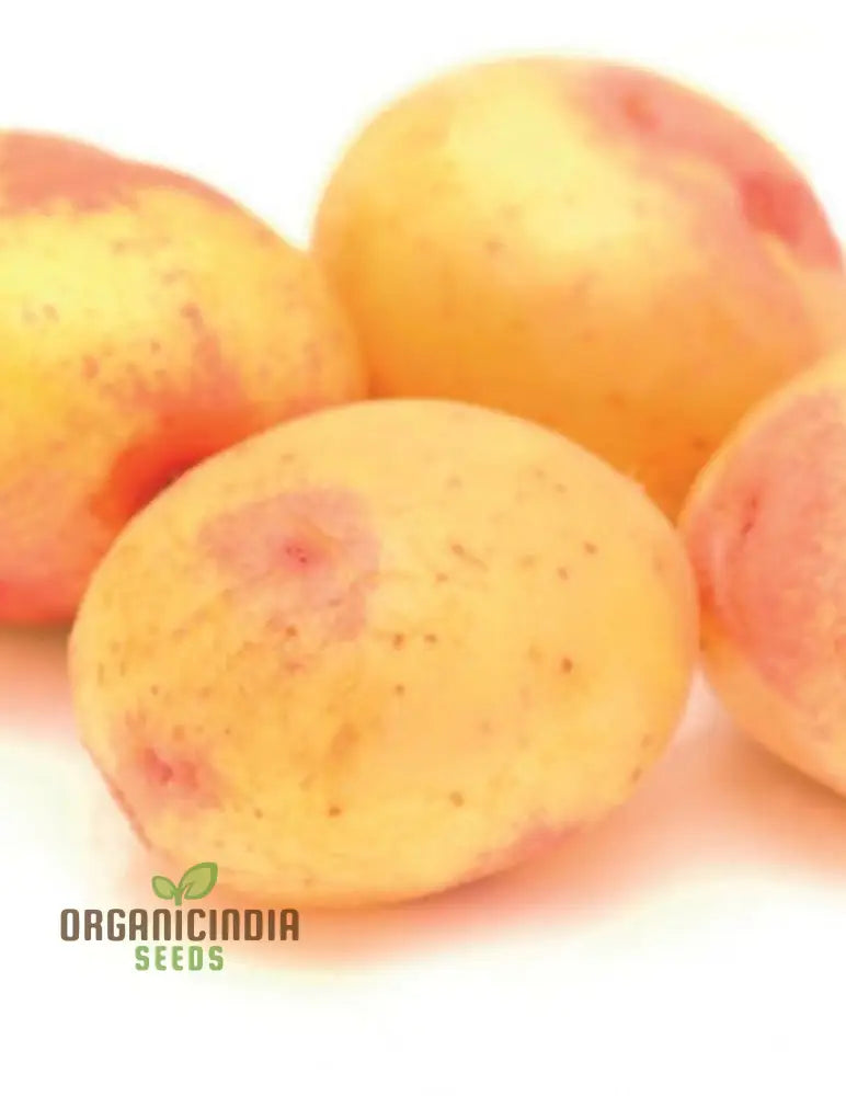 Seed Potato - Pink Eye | Quality Seeds For Planting Gardening Excellence