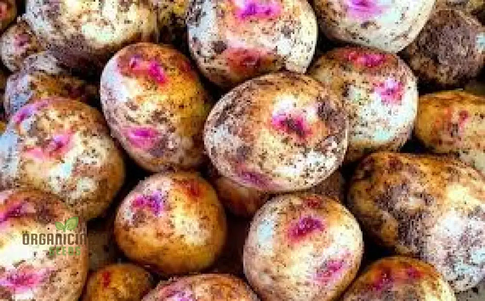 Seed Potato - Pink Eye | Quality Seeds For Planting Gardening Excellence