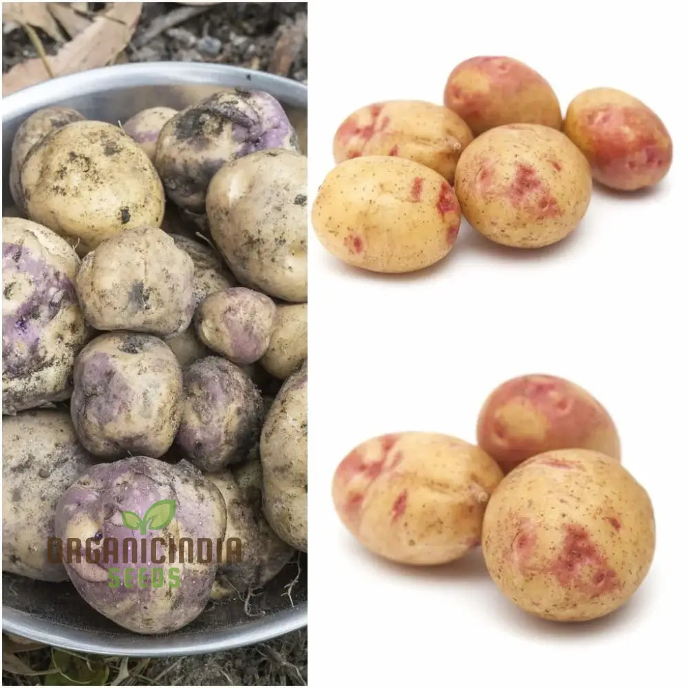 Seed Potato - Pink Eye | Quality Seeds For Planting Gardening Excellence