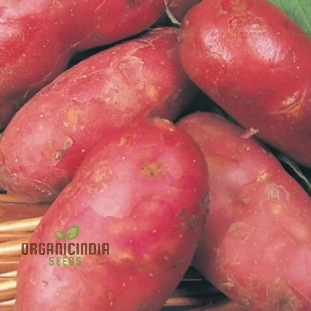 Seed Potato - Ruby Lou: Premium Gardening Seeds For Vibrant And Nutritious Homegrown Potatoes