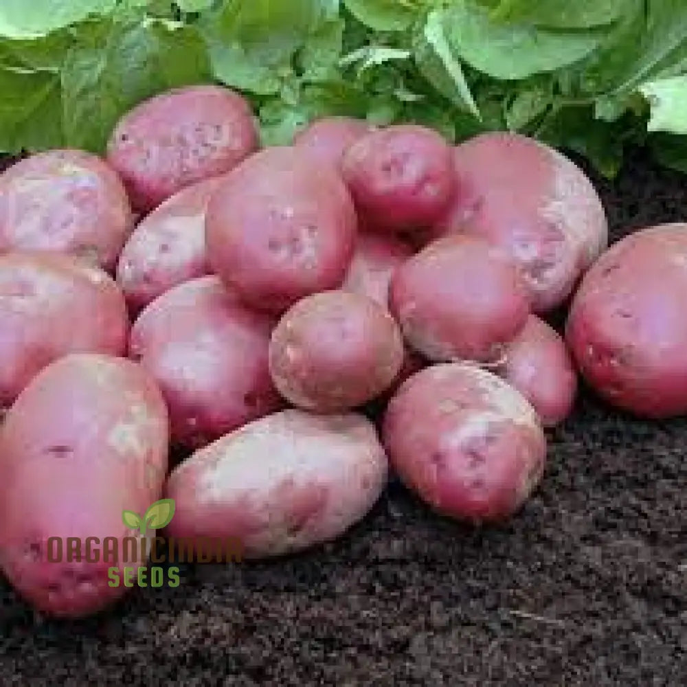 Seed Potato - Ruby Lou: Premium Gardening Seeds For Vibrant And Nutritious Homegrown Potatoes