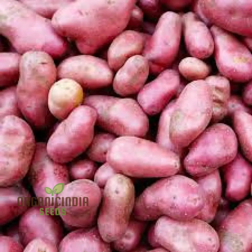 Seed Potato - Ruby Lou: Premium Gardening Seeds For Vibrant And Nutritious Homegrown Potatoes