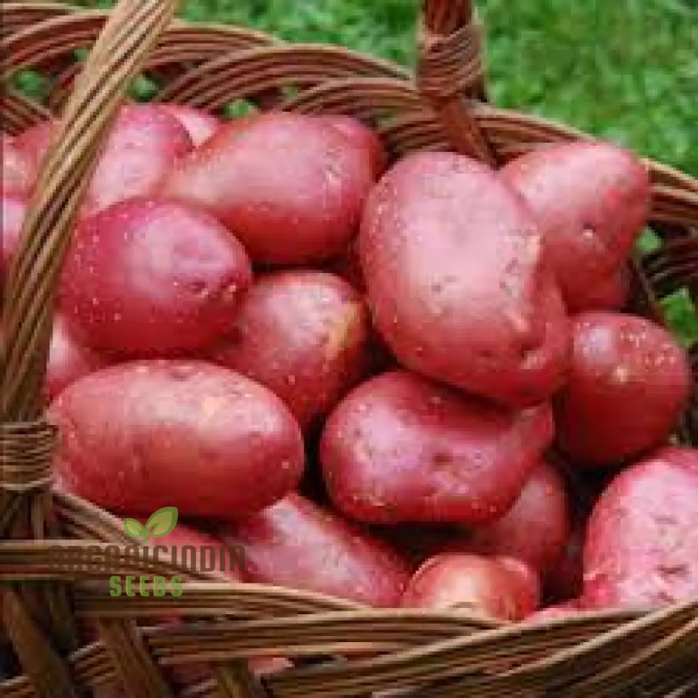 Seed Potato - Ruby Lou: Premium Gardening Seeds For Vibrant And Nutritious Homegrown Potatoes