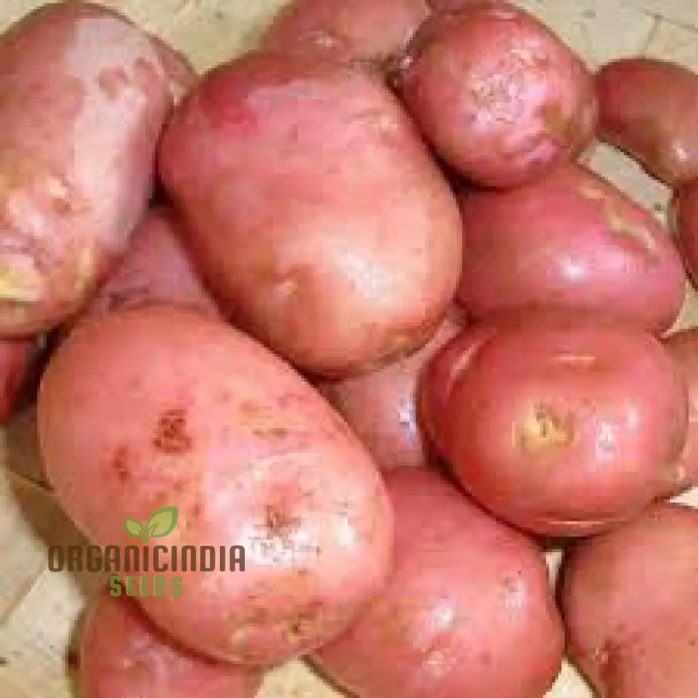 Seed Potato - Ruby Lou: Premium Gardening Seeds For Vibrant And Nutritious Homegrown Potatoes