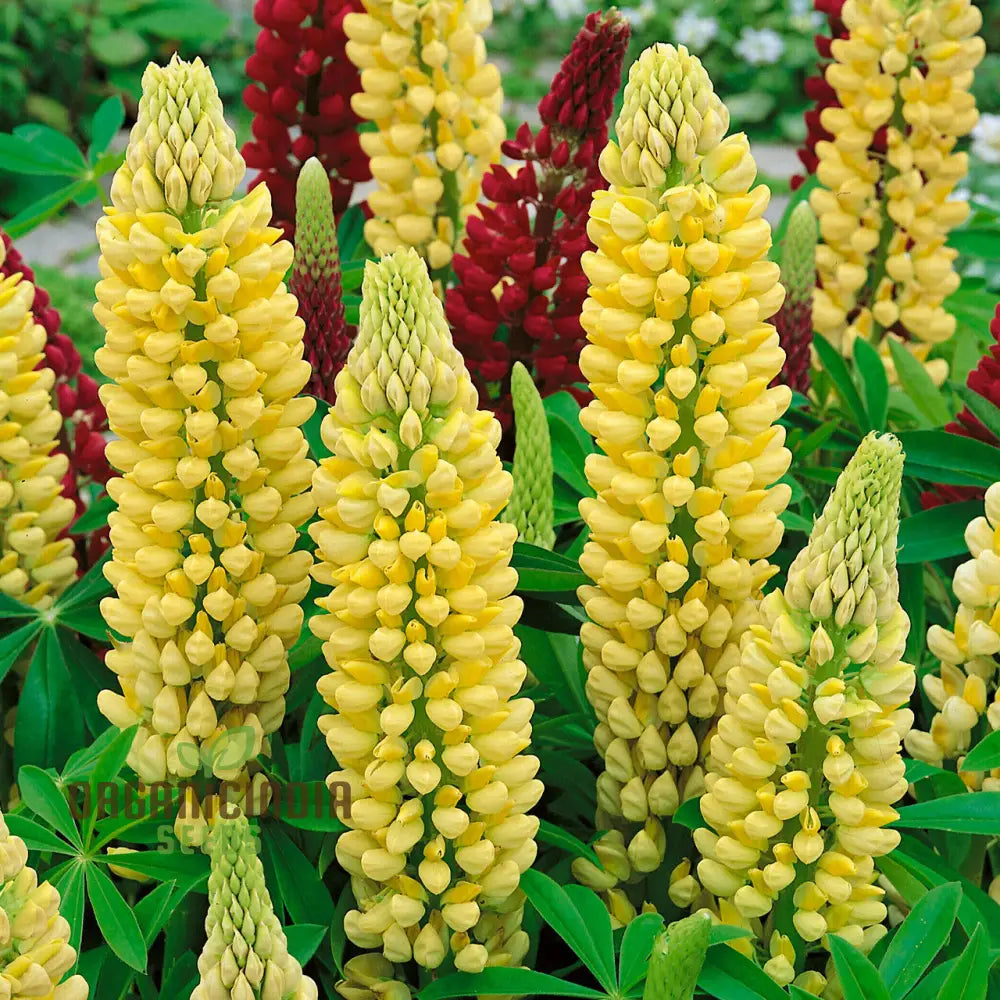 Seedlupin Russell Chandelier - Yellow: Enhance Your Garden With Exquisite Lupine Seeds For Stunning