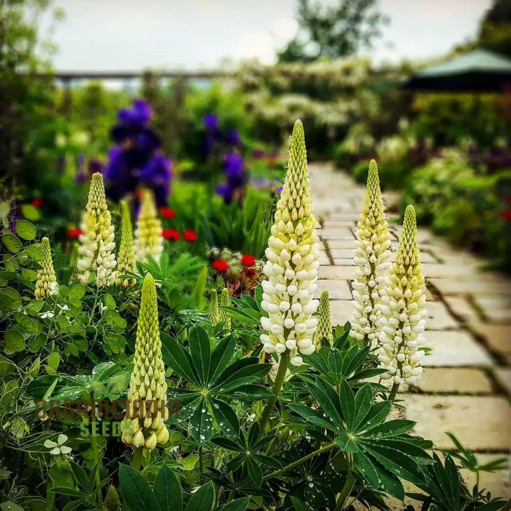 Seedlupin Russell Chandelier - Yellow: Enhance Your Garden With Exquisite Lupine Seeds For Stunning