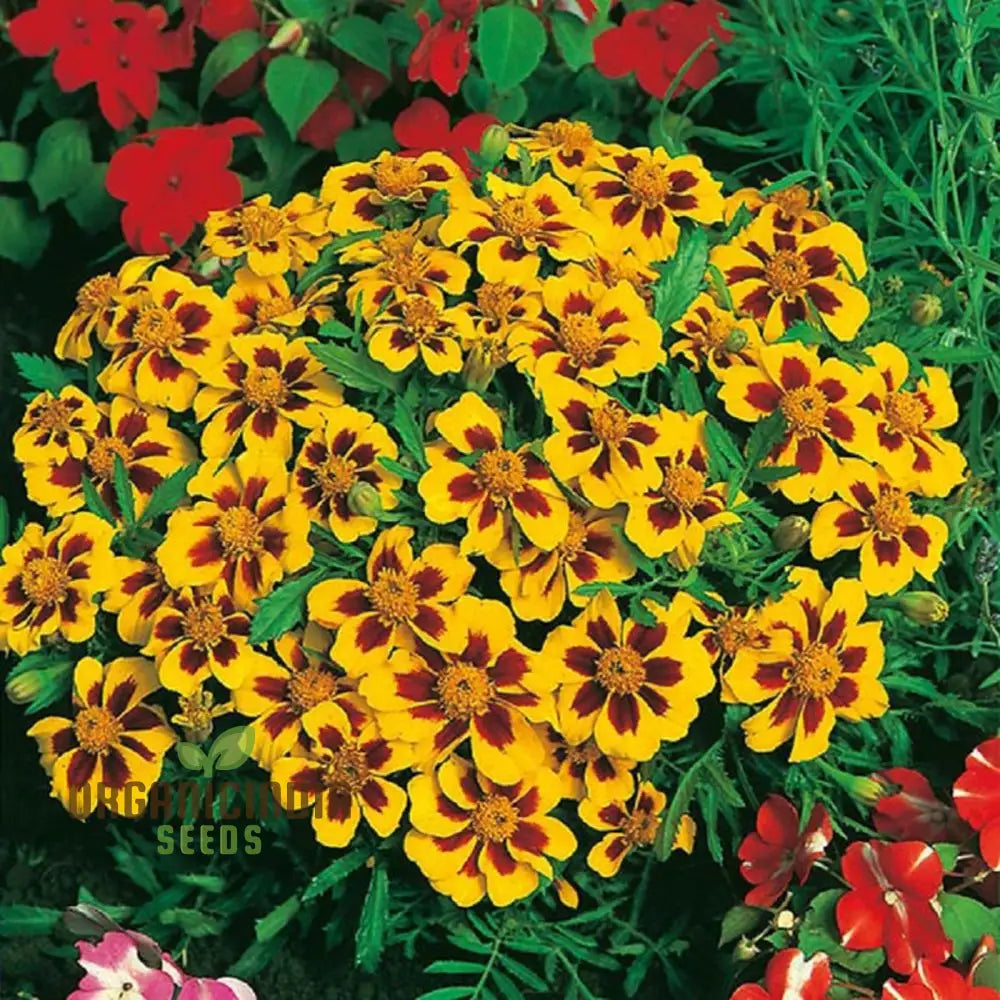 Seednaughty Marietta Marigold Seeds: Premium Quality Seeds For Vibrant Garden Blooms And Successful