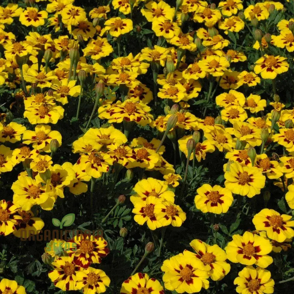 Seednaughty Marietta Marigold Seeds: Premium Quality Seeds For Vibrant Garden Blooms And Successful