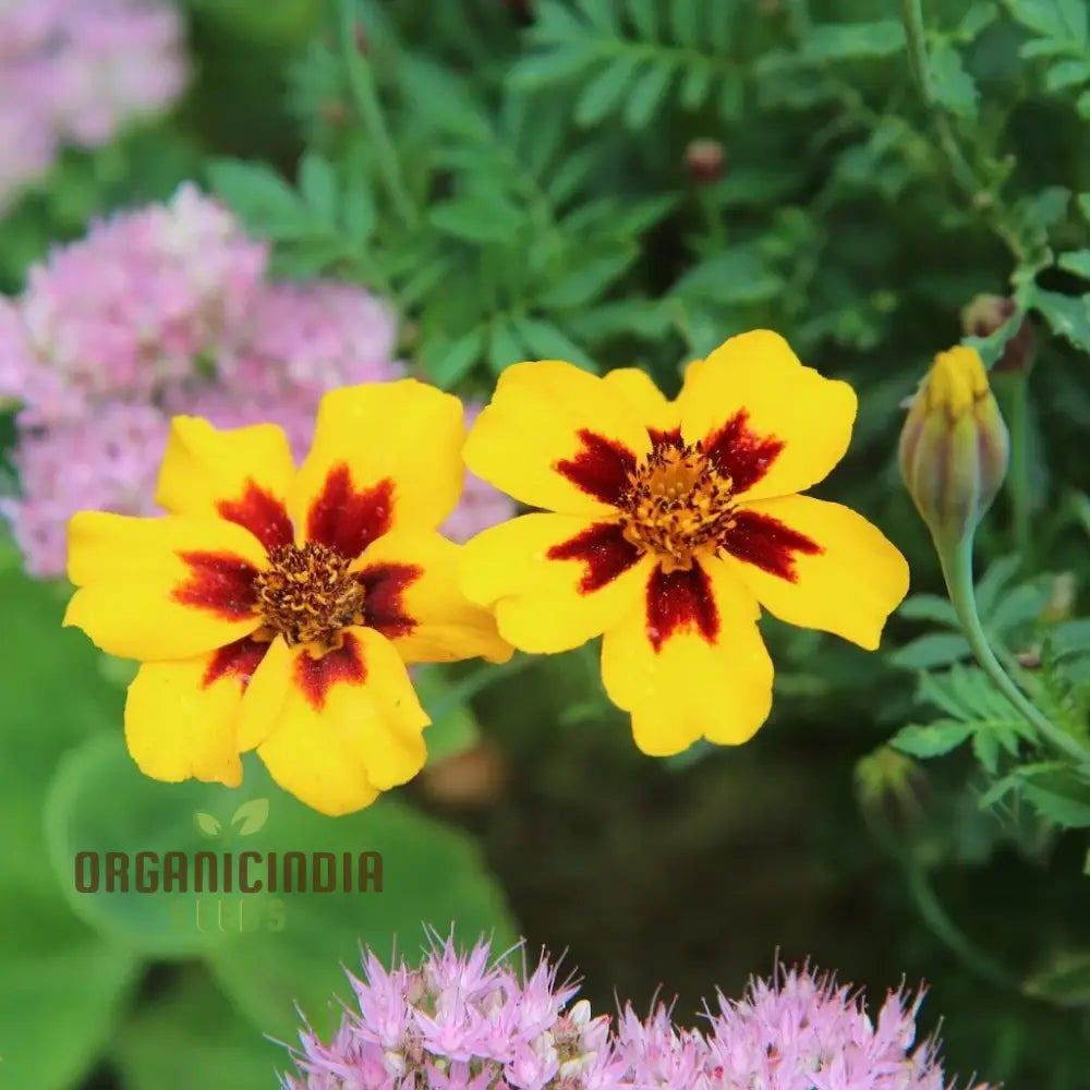 Seednaughty Marietta Marigold Seeds: Premium Quality Seeds For Vibrant Garden Blooms And Successful