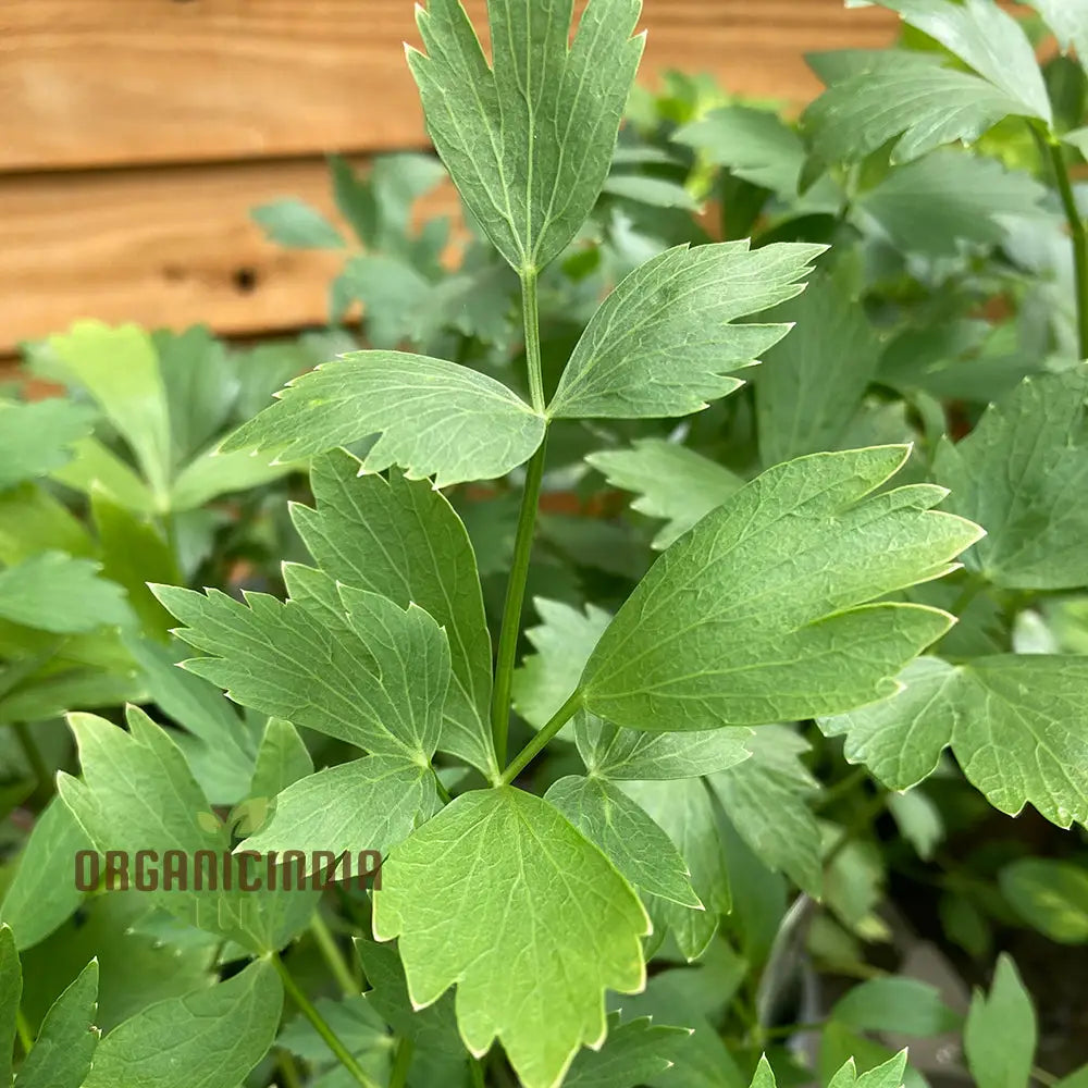 Seeds Of Growth: Magnus Lovage’s Gardening Essentials For The Enthusiast