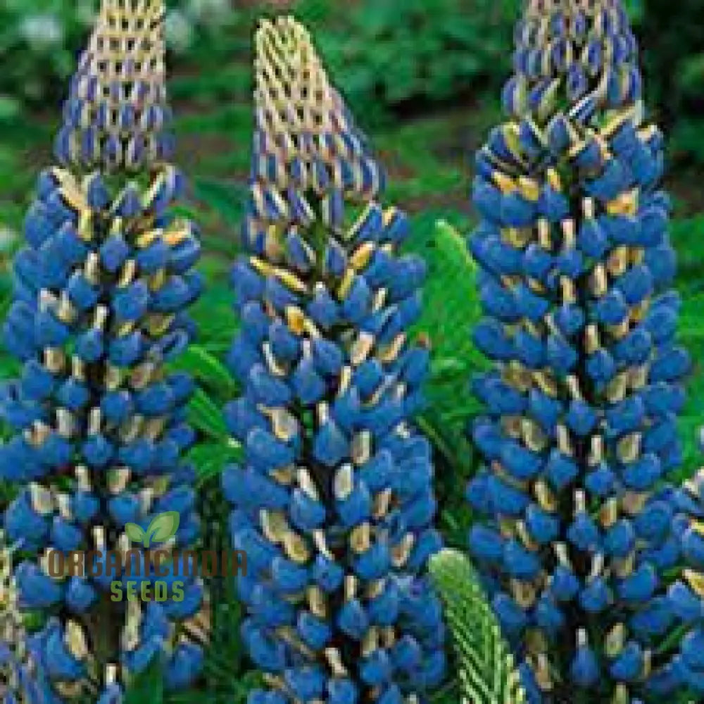 Seeds Of Success: Lupin Russell The Governor - Navy Blue Gardening Wonder