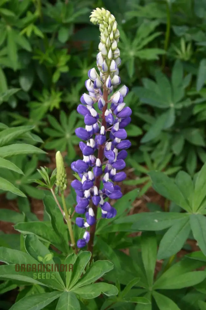 Seeds Of Success: Lupin Russell The Governor - Navy Blue Gardening Wonder