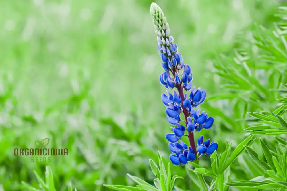 Seeds Of Success: Lupin Russell The Governor - Navy Blue Gardening Wonder