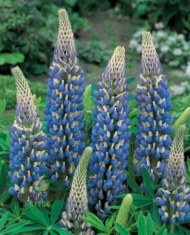 Seeds Of Success: Lupin Russell The Governor - Navy Blue Gardening Wonder