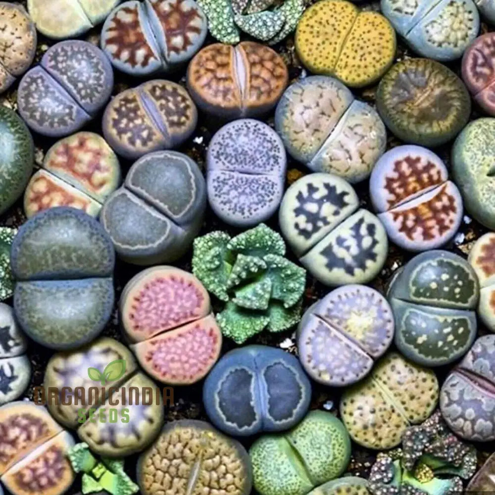 Seeds Plant For Garden Decoration Lithops Rare Living Stones Succulent Bonsai Balcony Décor -