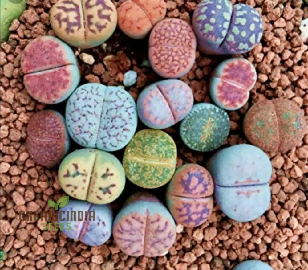 Seeds Plant For Garden Decoration Lithops Rare Living Stones Succulent Bonsai Balcony Décor -