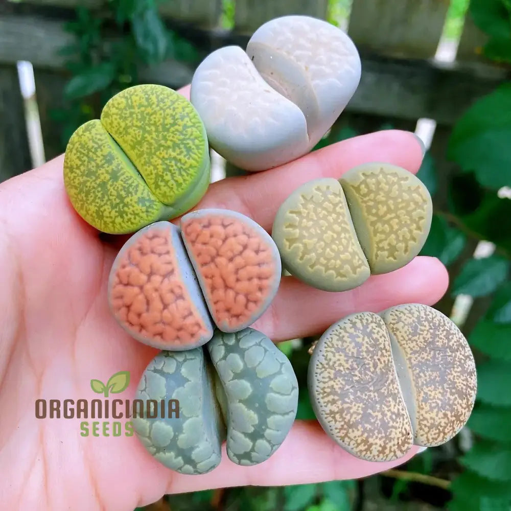 Seeds Plant For Garden Decoration Lithops Rare Living Stones Succulent Bonsai Balcony Décor -