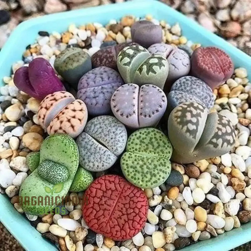 Seeds Plant For Garden Decoration Lithops Rare Living Stones Succulent Bonsai Balcony Décor -