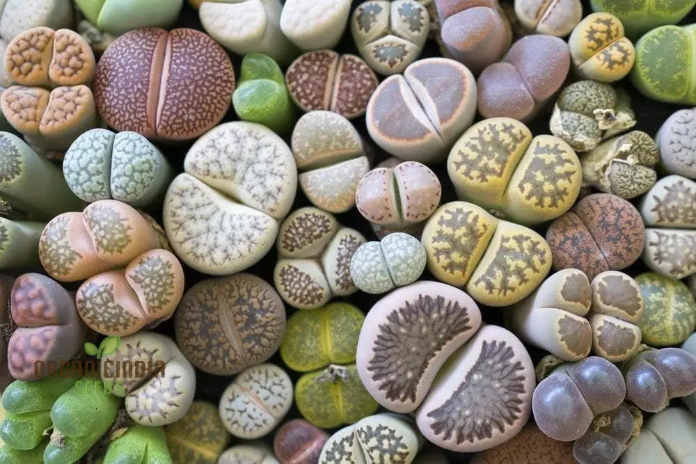 Seeds Plant For Garden Decoration Lithops Rare Living Stones Succulent Bonsai Balcony Décor -