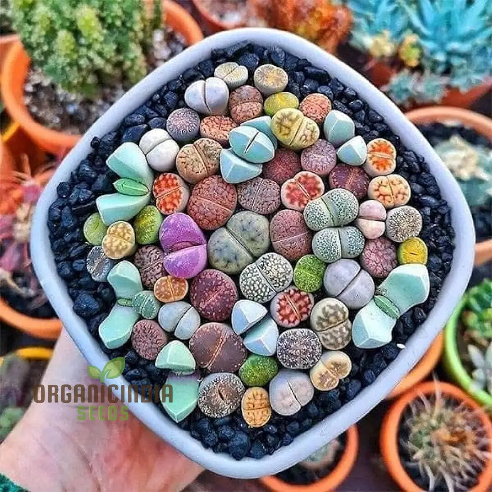 Seeds Plant For Garden Decoration Lithops Rare Living Stones Succulent Bonsai Balcony Décor -