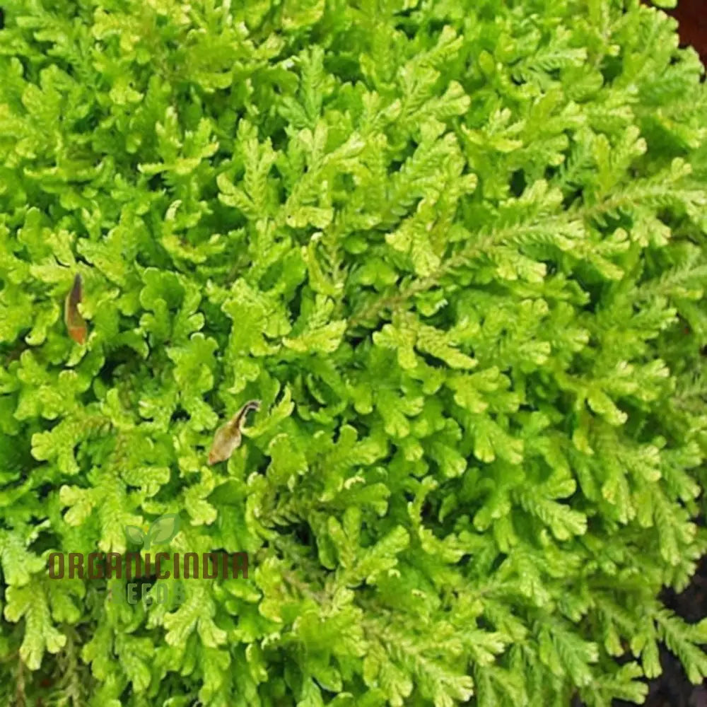 Selaginella Kraussiana Aurea-Terrarium/Fairy Garden (3 Bulbs For Planting)