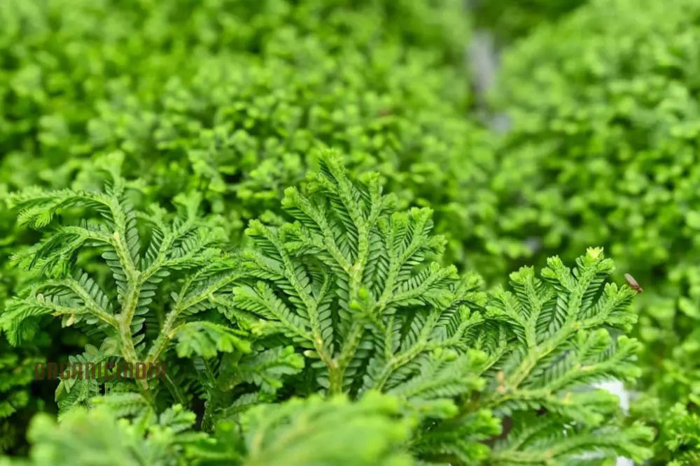 Selaginella Kraussiana Aurea-Terrarium/Fairy Garden (3 Bulbs For Planting)