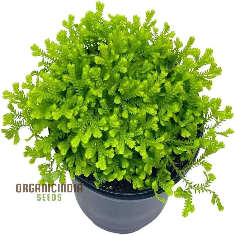 Selaginella Kraussiana Aurea-Terrarium/Fairy Garden (3 Bulbs For Planting)