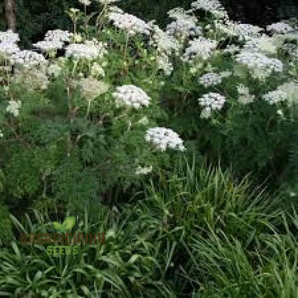 Selinum Wallichianum Seeds - Exquisite Garden Perennial For Borders And Beds | Buy Organic