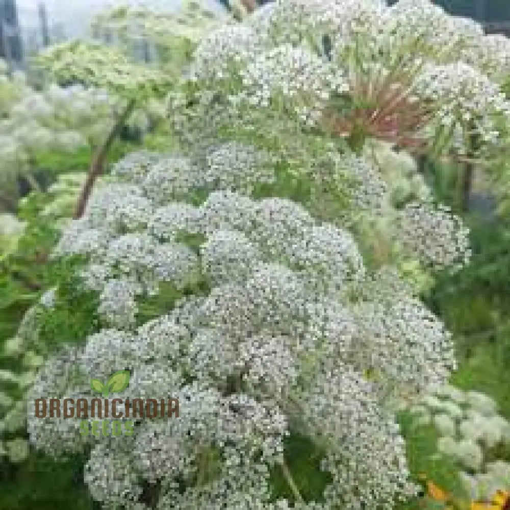 Selinum Wallichianum Seeds - Exquisite Garden Perennial For Borders And Beds | Buy Organic