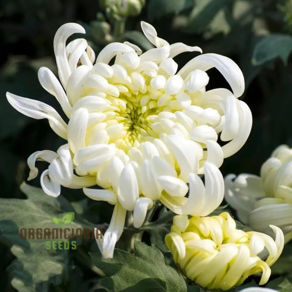 Semi Bonsai Chrysanthemum Flower Seeds For Planting 100 Pcs Seeds