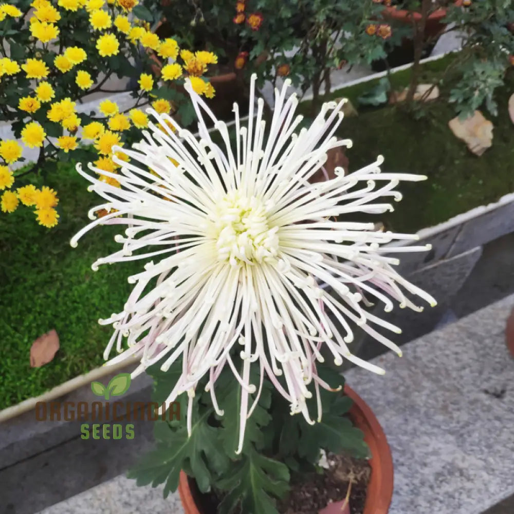 Semi Bonsai Chrysanthemum Flower Seeds For Planting 100 Pcs Seeds