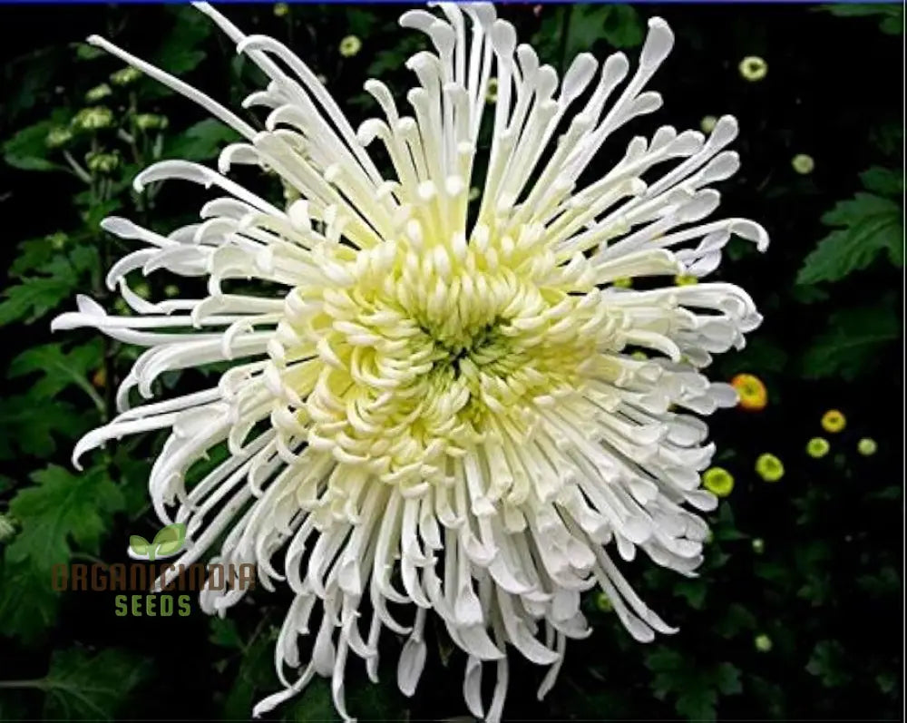 Semi Bonsai Chrysanthemum Flower Seeds For Planting 100 Pcs Seeds