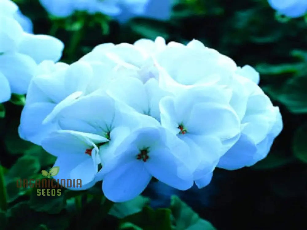 Semi Geranium Saturn Stars Flower Seeds For Planting 100 Pcs Seeds