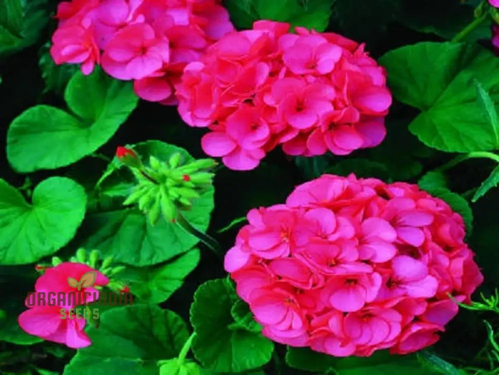 Semi Geranium Saturn Stars Flower Seeds For Planting 100 Pcs Seeds