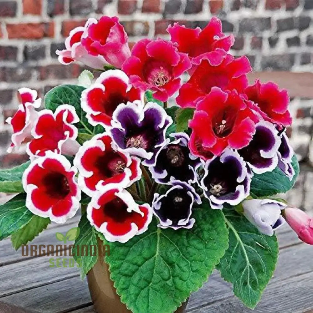 Semi Gloxinia Impricer Mix Flower Seeds For Planting 100 Pcs Seeds