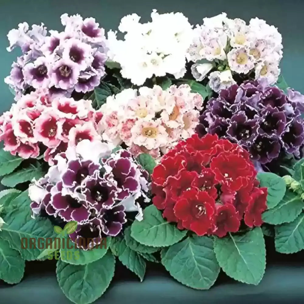 Semi Gloxinia Impricer Mix Flower Seeds For Planting 100 Pcs Seeds