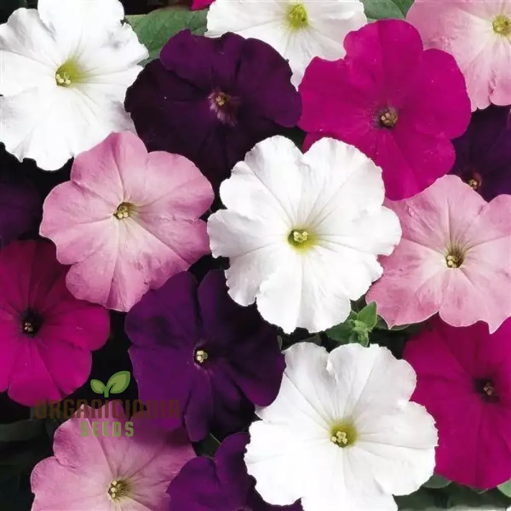 Semi Petunia Total Madness Fiore Mix Seeds (Petunia Hybrida) | 100 Pcs’ Flower Seeds