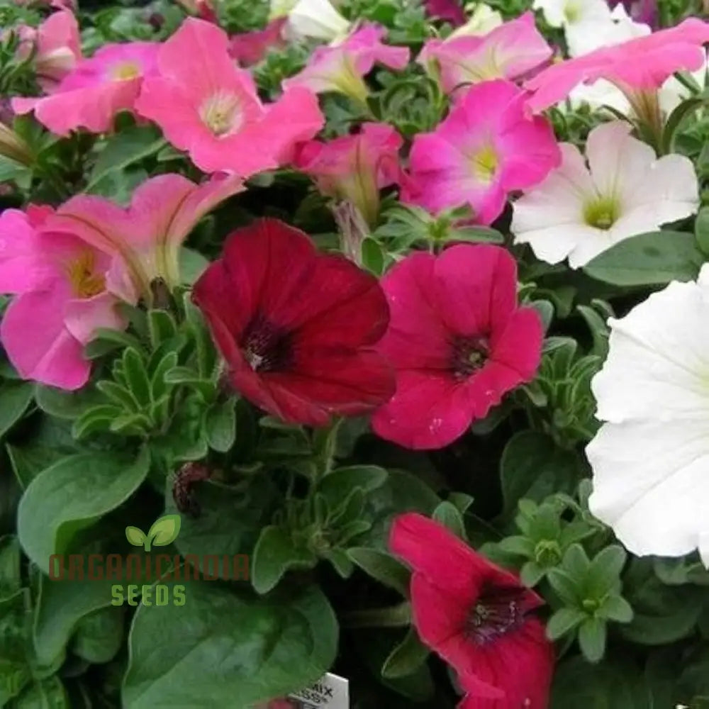 Semi Petunia Total Madness Fiore Mix Seeds (Petunia Hybrida) | 100 Pcsâ€™ Flower Seeds