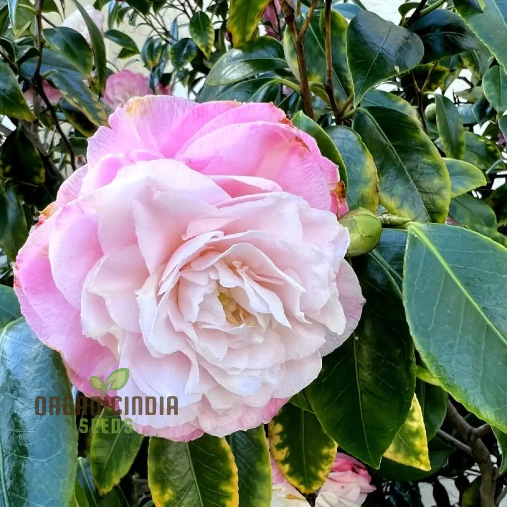 Semi Reale Camellia Comune (Camellia Japonica) Bonsai Flower Seeds For Planting | 100 Pcs Seeds