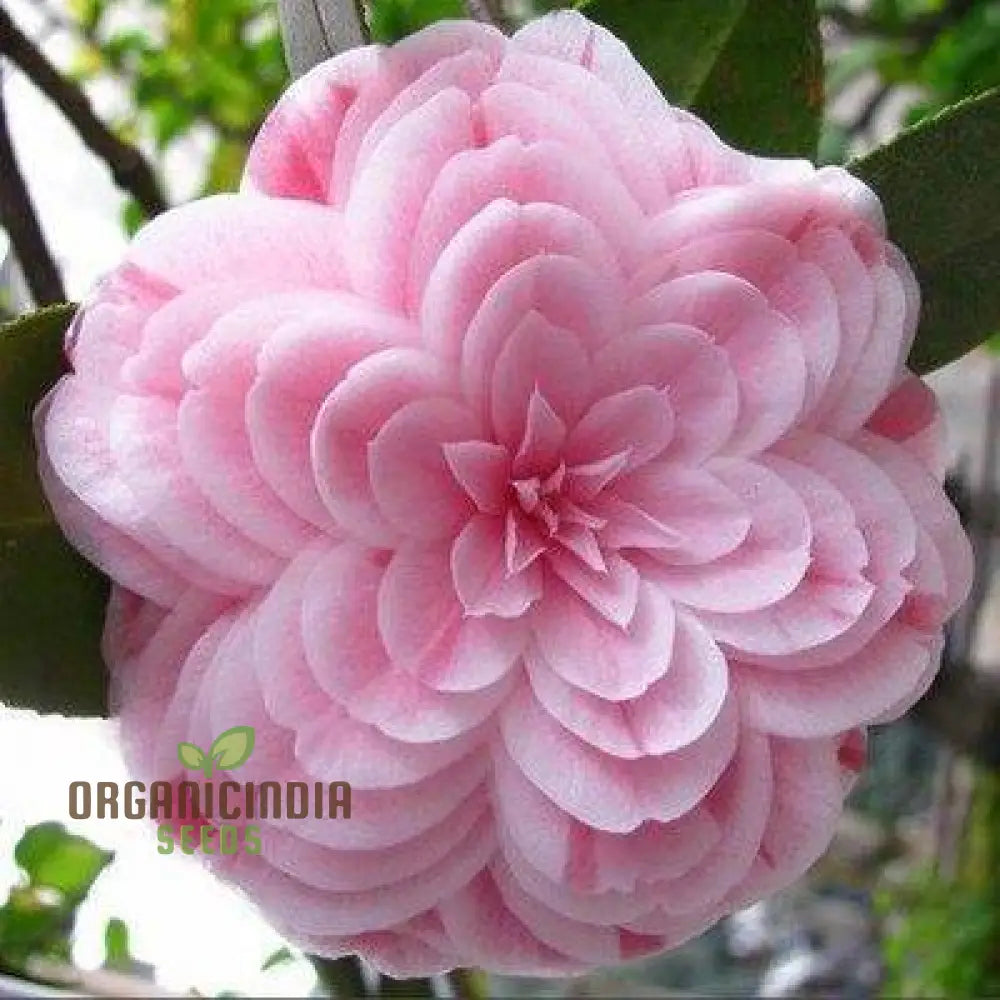 Semi Reale Camellia Comune (Camellia Japonica) Bonsai Flower Seeds For Planting | 100 Pcs Seeds