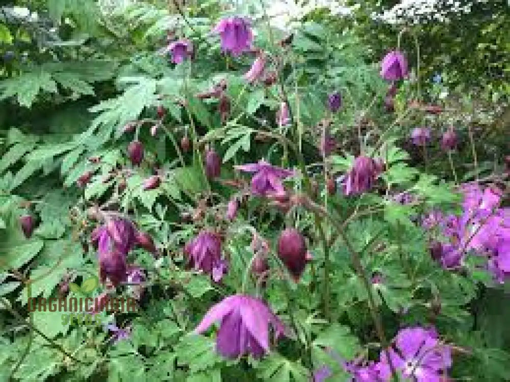 Semiaquilegia Ecalcarata Seeds - Premium Gardening Perennial Flower For Beautiful Gardens