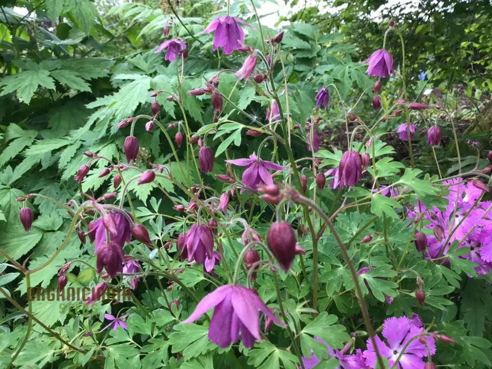 Semiaquilegia Ecalcarata Seeds - Premium Gardening Perennial Flower For Beautiful Gardens