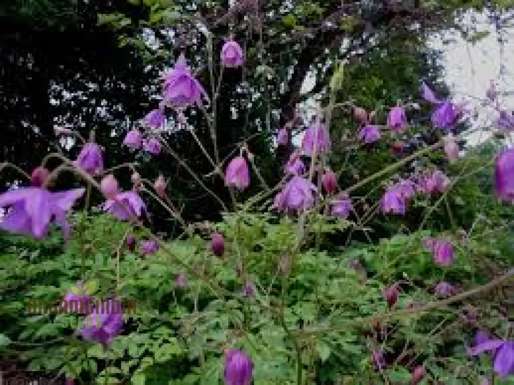 Semiaquilegia Ecalcarata Seeds - Premium Gardening Perennial Flower For Beautiful Gardens