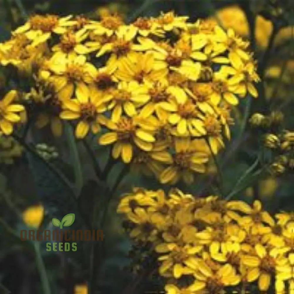 Senecio ’Goldplate’ Seeds - Rare Perennial Flower For Gardening Enthusiasts