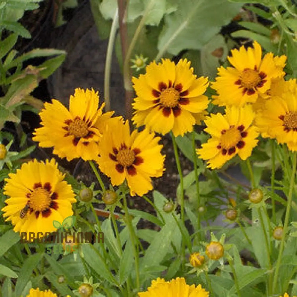 Senecio ’Goldplate’ Seeds - Rare Perennial Flower For Gardening Enthusiasts